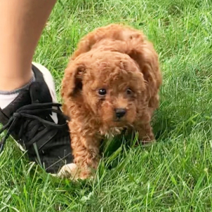 Poodle Puppy Milo