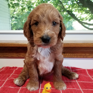 Goldendoodle Puppy Star