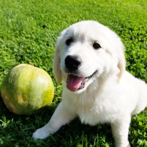 Golden Retriever Puppy Maria