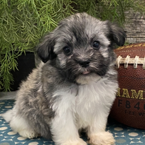 Havanese Puppy Matrix