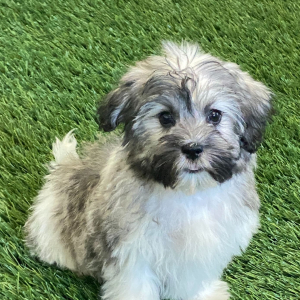 Havanese Puppy Matrix