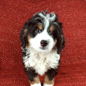 Bernedoodle Puppy Dash