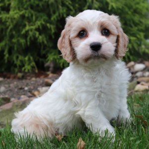 Cavachon Puppy Benson