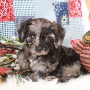 Cavapoo Puppy Thomas