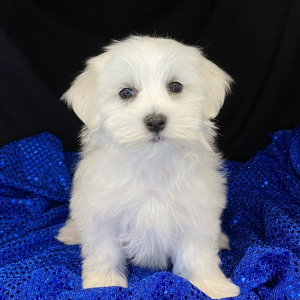 Maltese Puppy Dakota