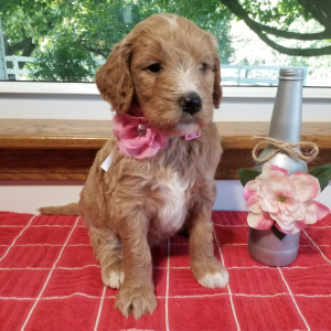 Goldendoodle Puppy Summer