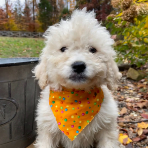 Labradoodle Puppy Amy