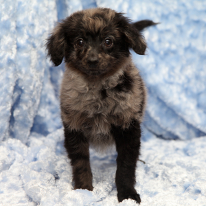 Goldendoodle Puppy Dollar