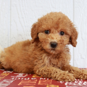 Goldendoodle Puppy Pumkin
