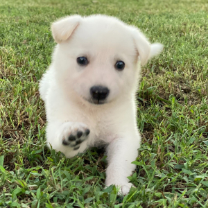 German Shepherd Dog Puppy Angel