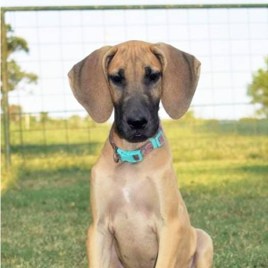 Great Dane Puppy Natalie
