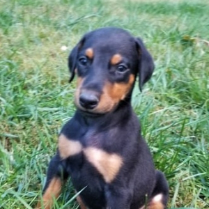 Doberman Pinscher Puppy Buster