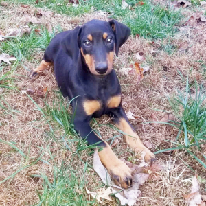 Doberman Pinscher Puppy Buster