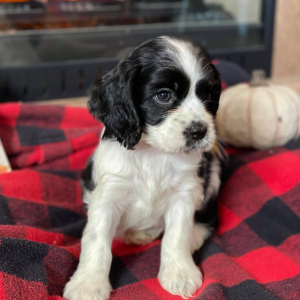 Cocker Spaniel Puppy Gloria