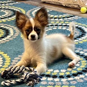 Papillon Puppy Prince