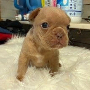 French Bulldog Puppy Butterscotch