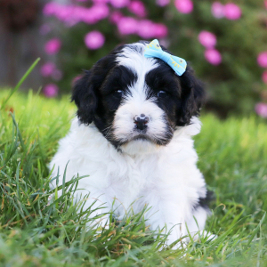Cavapoo Puppy Molly