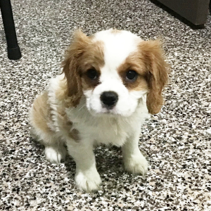 Cavalier King Charles Spaniel Puppy Lucy