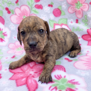 Dachshund Puppy Bubbles