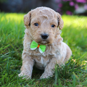 Bichonpoo Puppy Gerald