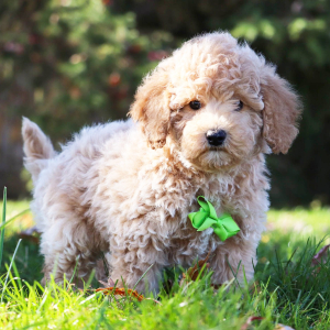 Bichonpoo Puppy Gerald