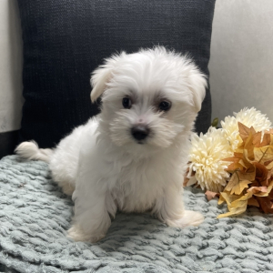 Maltese Puppy Timmy