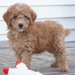 Poodle Puppy Willma