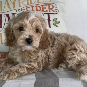 Cavapoo Puppy Theo