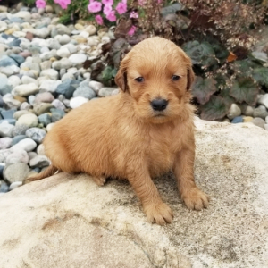 Golden Retriever Puppy Bella