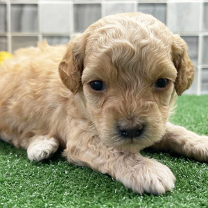 Poodle Puppy Cleo