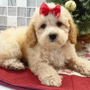 Poodle Puppy Cleo