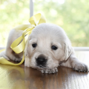 Golden Retriever Puppy Polar