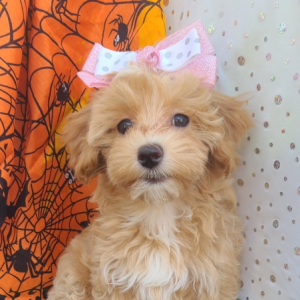 Maltipoo Puppy Francie