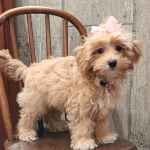 Maltipoo Puppy Francie