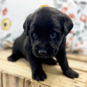 Labrador Retriever Puppy Saber