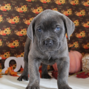 Cane Corso Puppy Liam