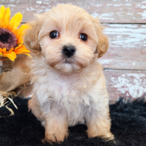 Maltipoo Puppy Paisley