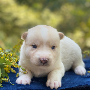 Pomsky Puppy Moro