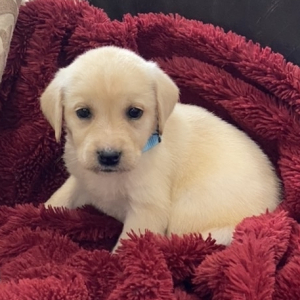Labrador Retriever Puppy Remi