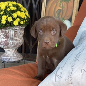 Labrador Retriever Puppy Chester