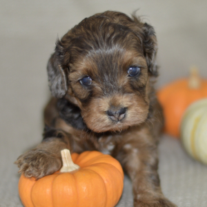 Cockapoo Puppy Naya