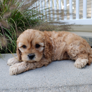 Cavapoo Puppy Emme