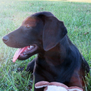 Labrador Retriever Puppy Carla