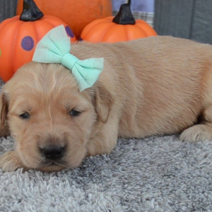 Golden Retriever Puppy Stella