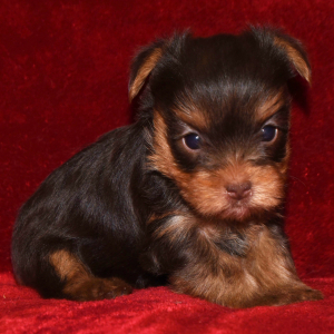Yorkshire Terrier Puppy Grace