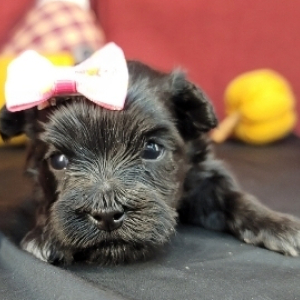 Havanese Puppy Rissa