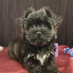 Havanese Puppy Rissa