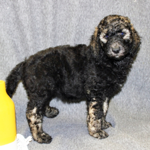 Poodle Puppy Faith