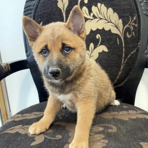 Shiba Inu Puppy Luke