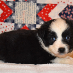 Australian Shepherd Puppy Beau